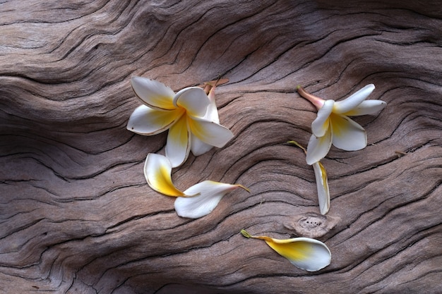 La flor de frangipani es muy hermosa y fragante en la piedra.