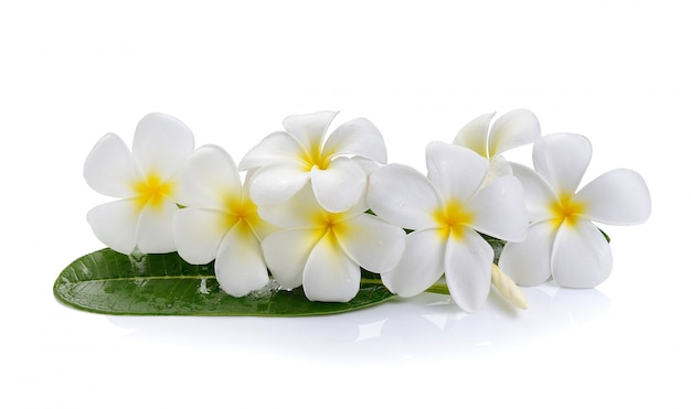 Flor de Frangipani en espacio en blanco