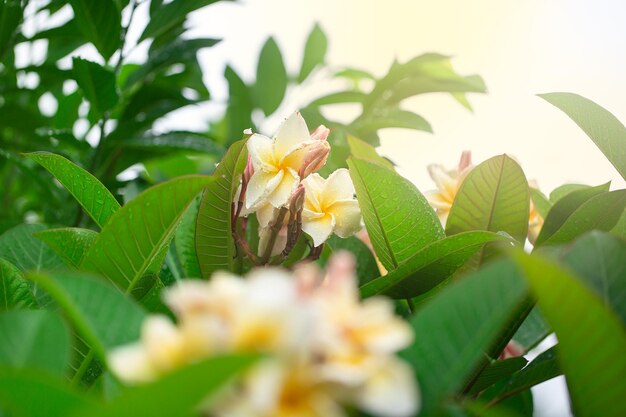 Flor de Frangipani floreciente con filtro de color en color pastel suave en estilo borroso para banner o fondo de tarjetas Paisaje primaveral de flor de Plumeria rosa Flores de primavera de colores brillantes