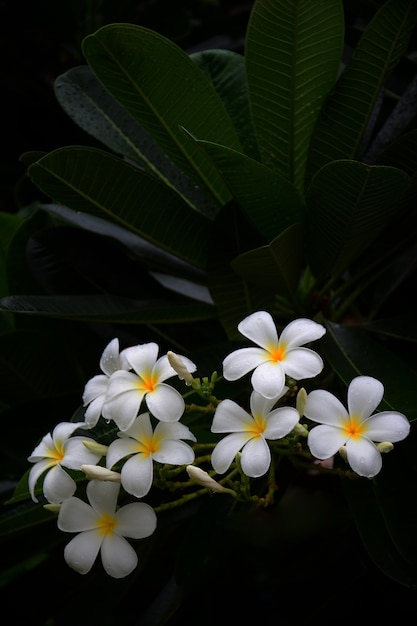 Flor de Frangipani en el fondo de la hoja verde