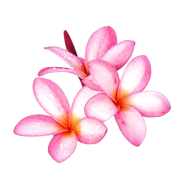 Flor de Frangipani de gota de agua