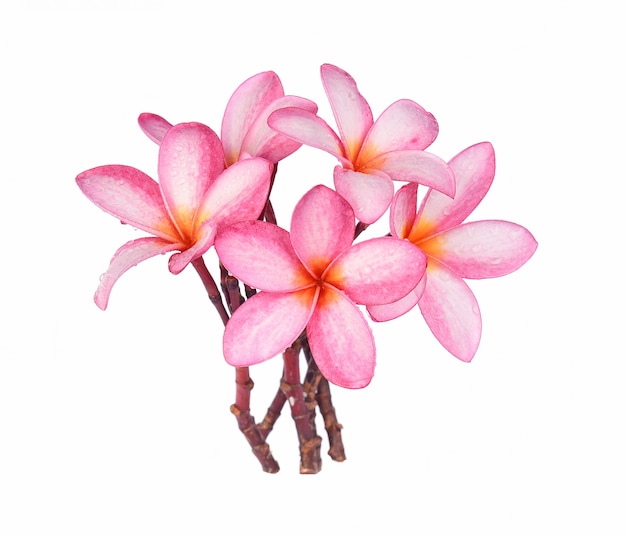 Flor de Frangipani con gotas de agua aisladas sobre fondo blanco