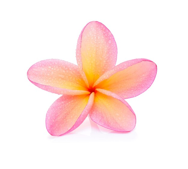 Flor de Frangipani con gotas de agua