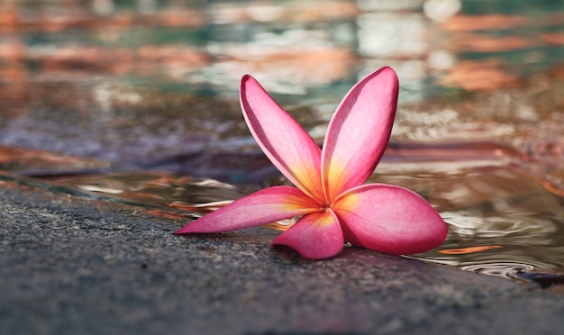 flor de frangipani junto a la piscina