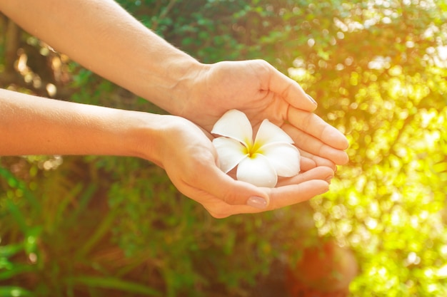 Flor de frangipani en mano de mujer.