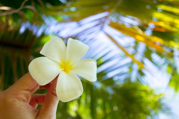 Flor de frangipani en mano de mujer