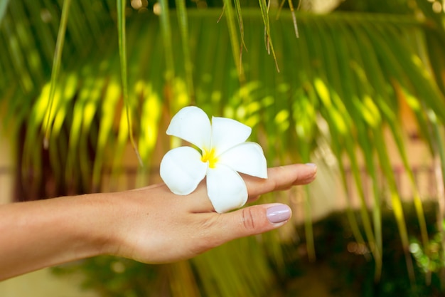 Flor de frangipani en mano de mujer