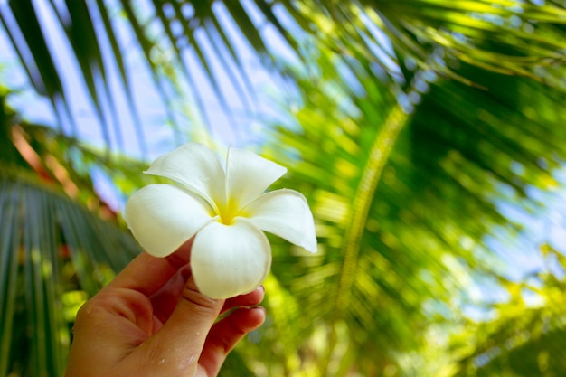 Flor de frangipani en mano de mujer