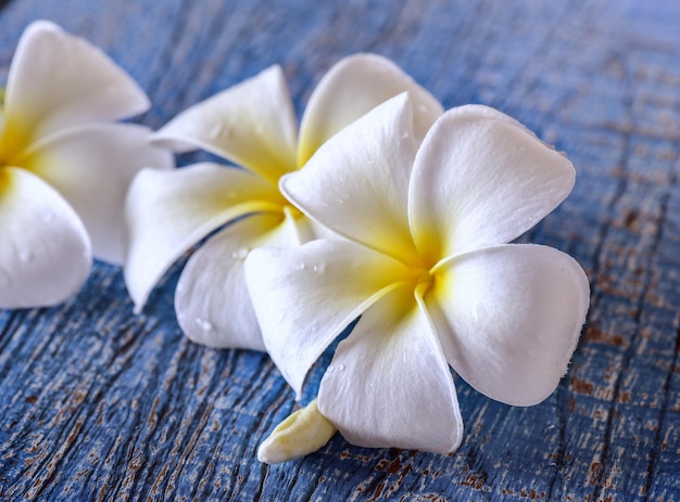 Foto la flor de frangipani en la mesa