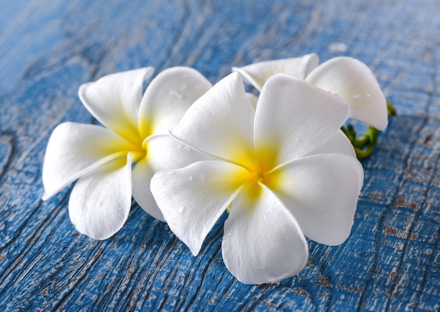 Flor de frangipani en mesa