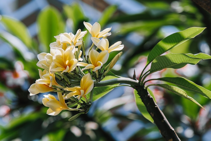 Flor de Frangipani o Plumeria con fondo de bokeh