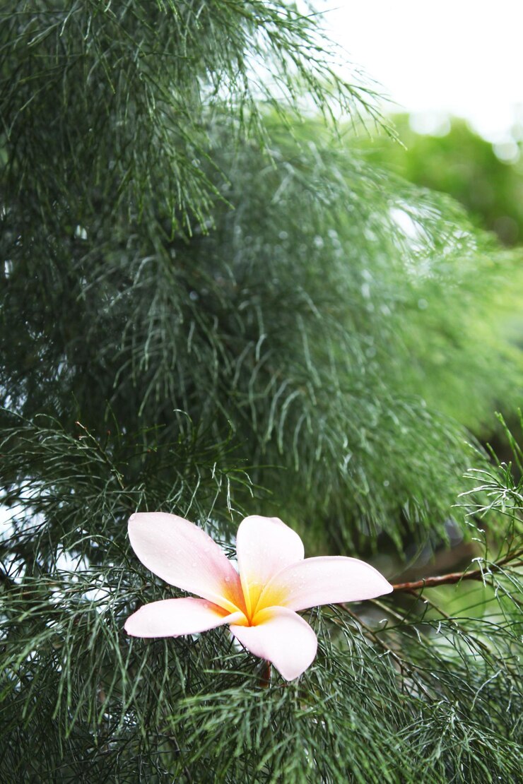 Flor de frangipani o plumeria rosada en hojas de pino verde