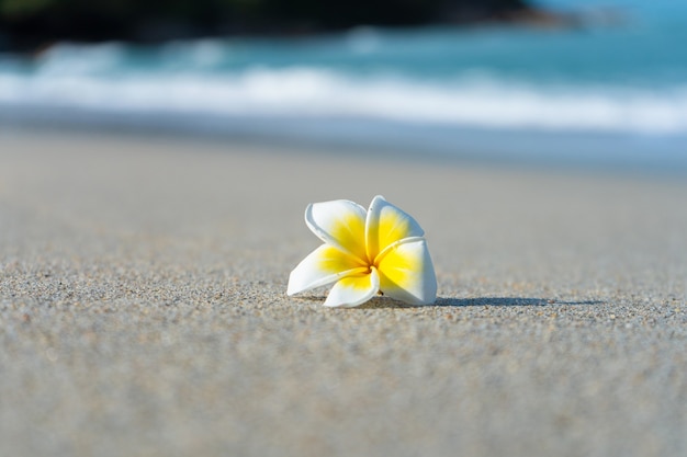 Flor de Frangipani en la playa contra el fondo del mar. Vacaciones en el trópico. Concepto de calma y relajación junto al mar