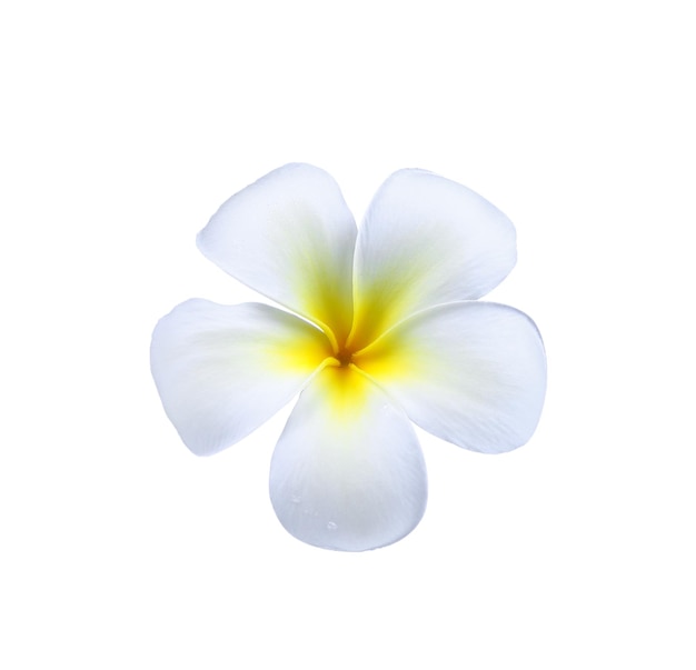 Flor de Frangipani (plumeria) con gota de agua aislada en blanco
