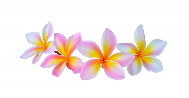 Foto flor de frangipani rosa aislado