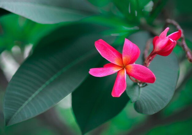 flor de frangipani rosa que florece en el fondo verde de la naturaleza