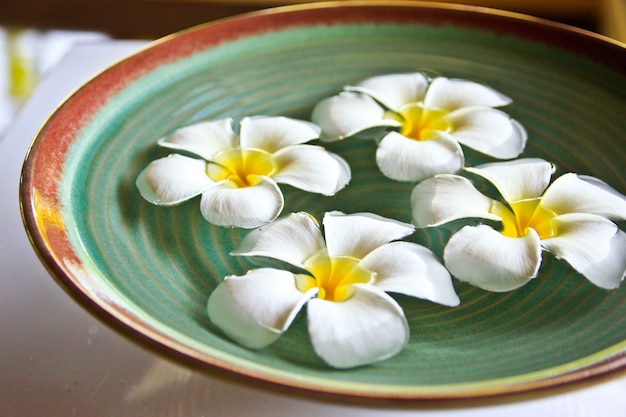 Flor de Frangipani