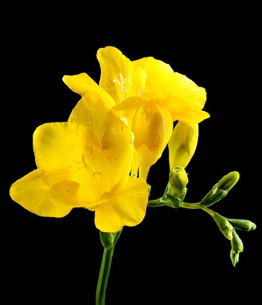 Foto flor de freesia amarilla sobre un fondo negro