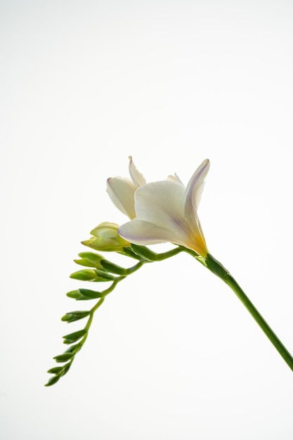 Foto flor de freesia blanca sobre un fondo blanco