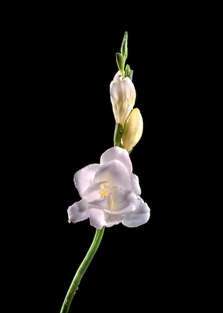 Flor de freesia blanca sobre un fondo negro