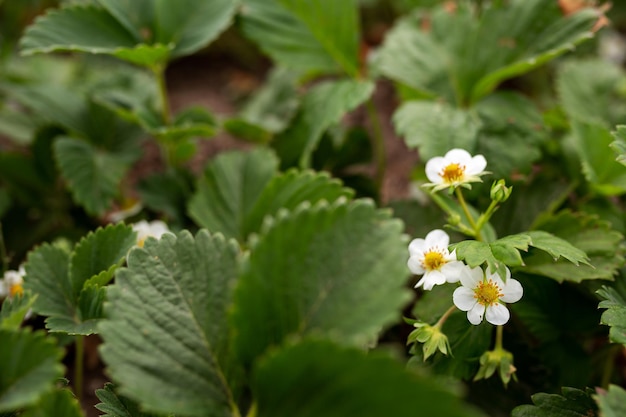 Flor de fresa en una cama de jardín Agricultura agronomía jardinería bayas