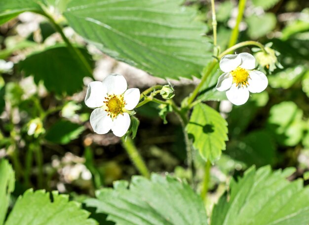 Flor de fresa Cerrar