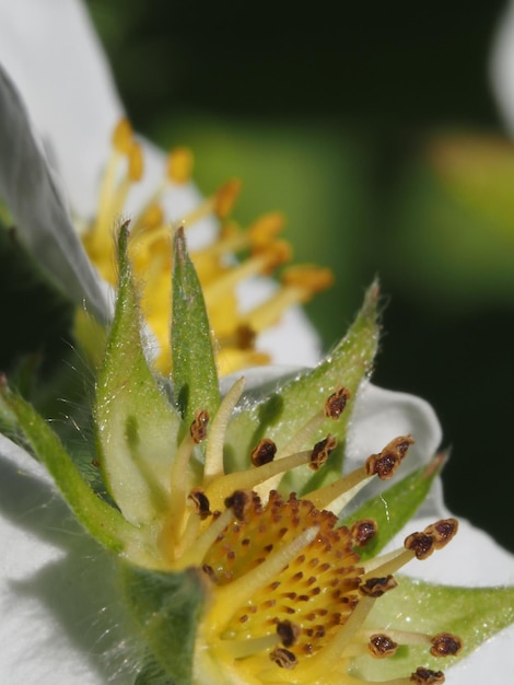 flor de fresa en un claro del bosque