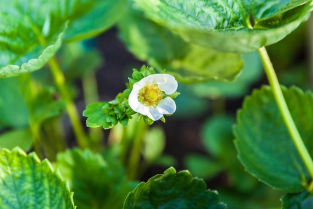 Flor de fresa contra el fondo de su primer plano de hojas verdes