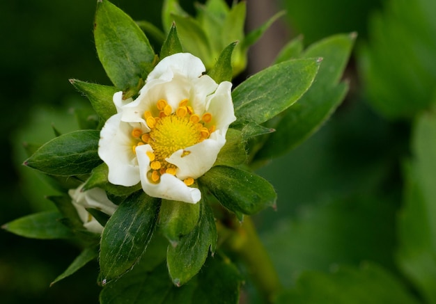 Foto una flor de fresa florece en primavera sobre un fondo verde