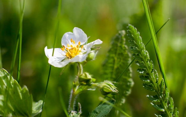 Flor de fresa y hojas de hierba de milenrama que crecen cerca de la baya