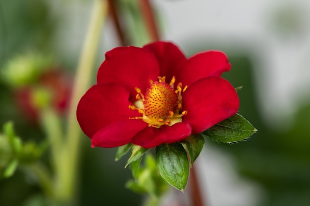 Flor de fresa roja de cerca