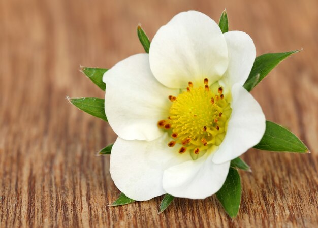 Flor de fresa en superficie de madera