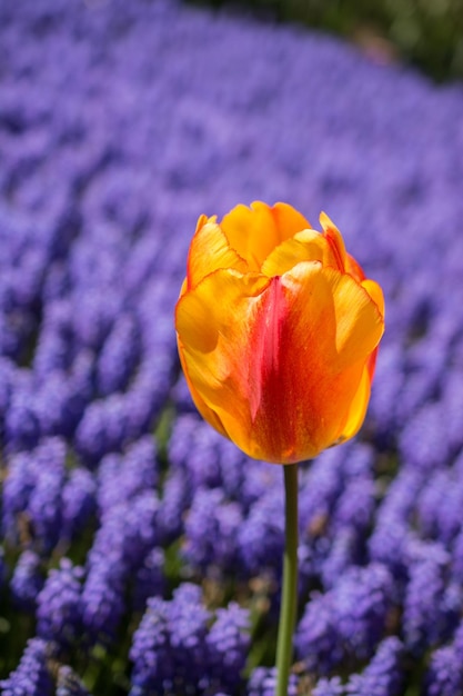 Flor fresca colorida da tulipa floresce no jardim