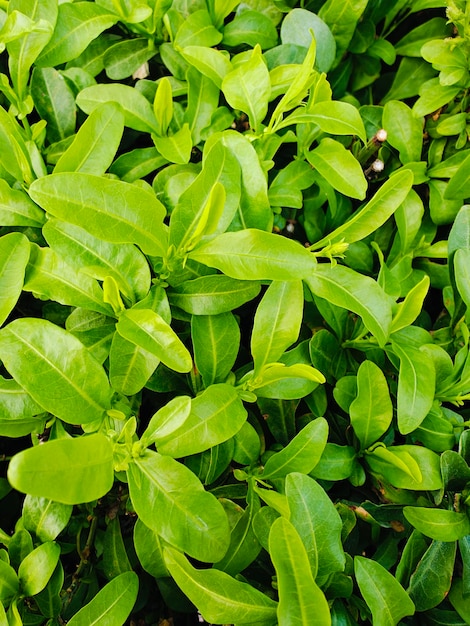 Foto flor fresca com folha verde