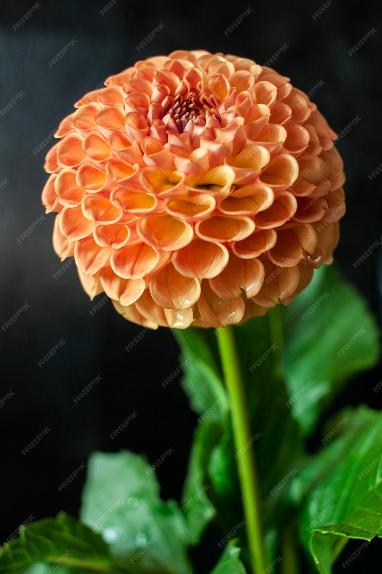 Flor fresca da dália flor da dália laranja com gota de água no fundo preto.  | Foto Premium