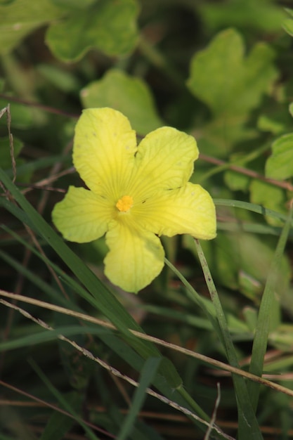 Foto flor fresca de cabaça amargamomordica balsamina flor