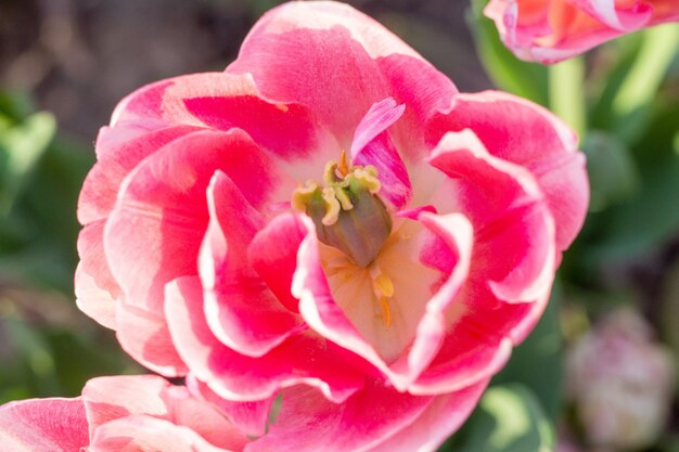 Flor fresca de tulipa rosa colorida close-up