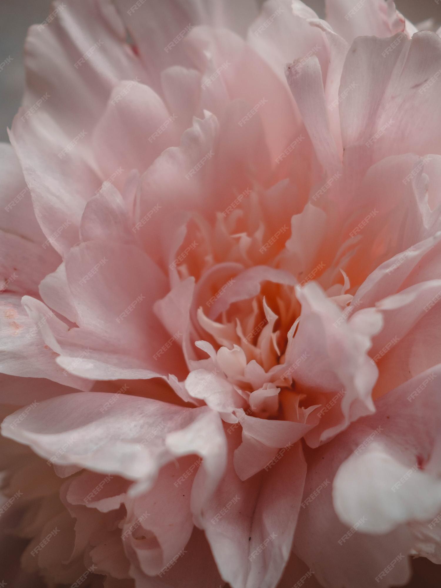 Flor fresca e brilhante de peão florescendo de perto