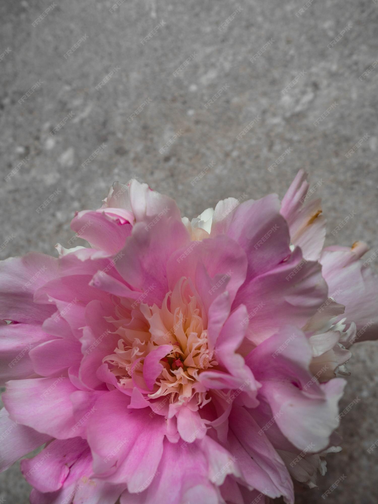 Flor fresca e brilhante de peão florescendo de perto