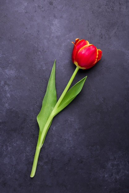 Flor fresca fresca del tulipán en el fondo de piedra oscuro