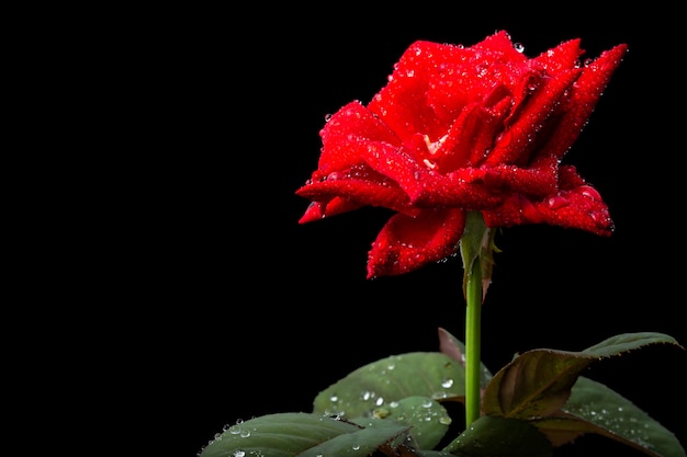 Flor fresca macro da rosa do vermelho no ramo com folha verde.
