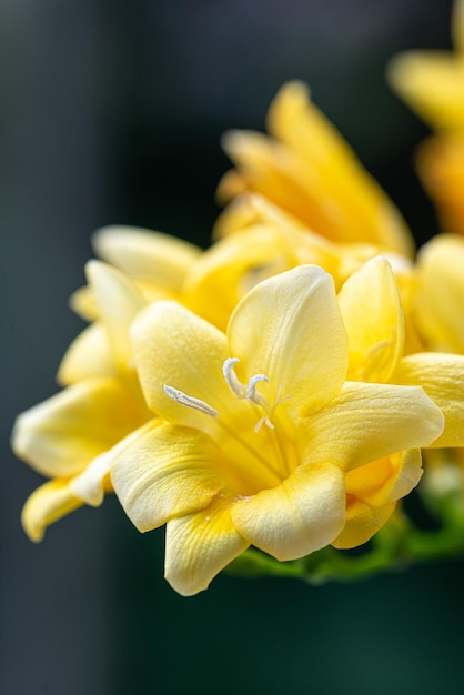 flor de fresia fresca joven amarilla
