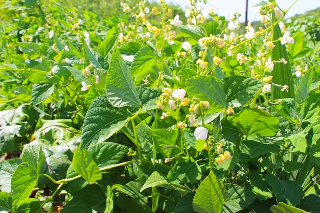 Flor de frijoles en el jardín