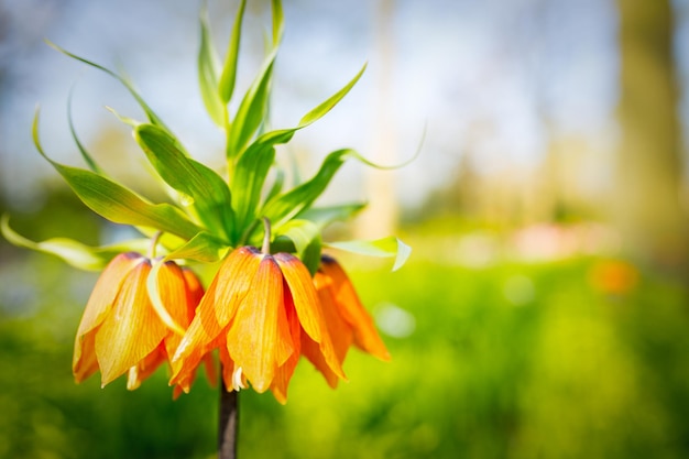 Flor de Fritillaria imperialis en el jardín.