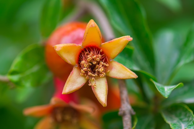 Flor de la fruta de la granada en el jardín