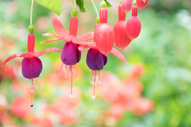 Flor fucsia blanca en jardin