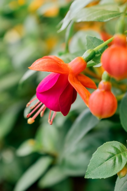 Flor fucsia de cerca