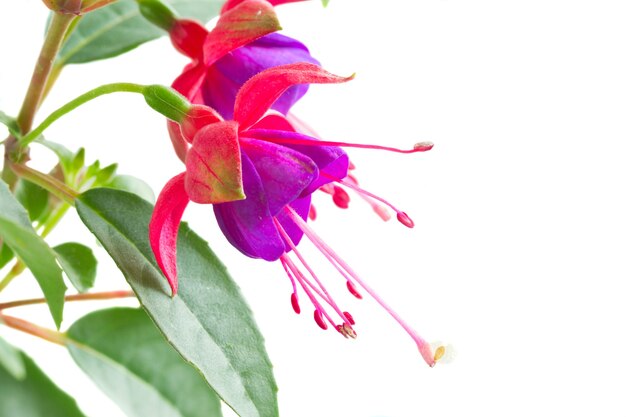 Flor fucsia y hojas aisladas sobre fondo blanco.