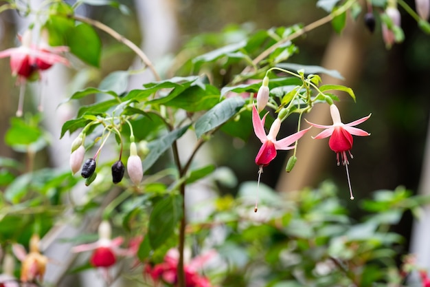 Foto flor fucsia magellanica, colibrí fucsia o fucsia resistente