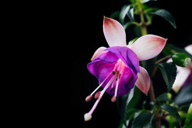 Flor fucsia rosa y violeta